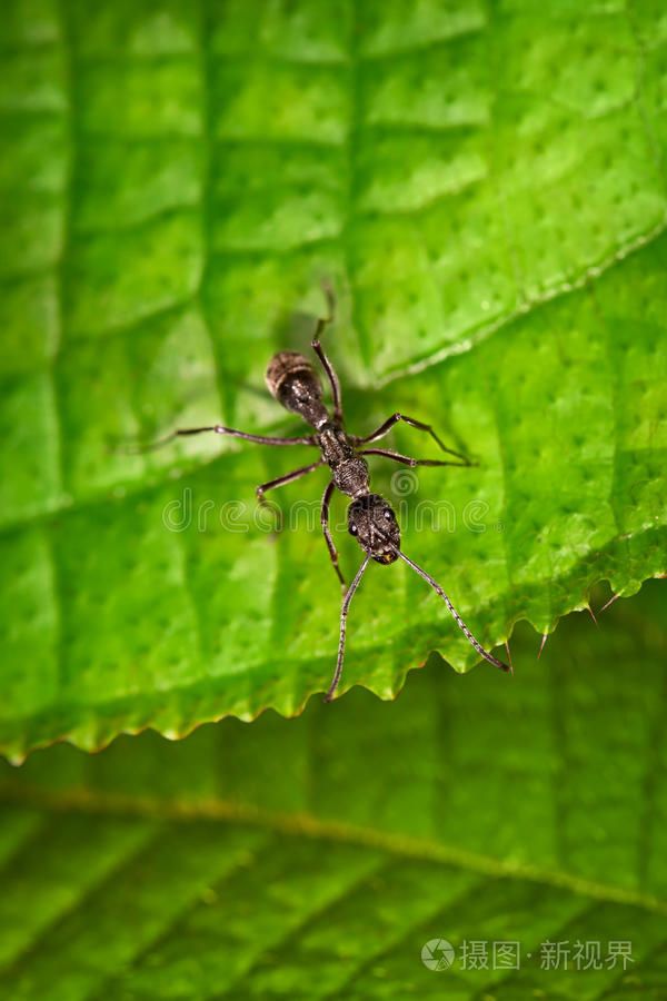蚂蚁手机苹果版小小蚁国苹果手机版电脑下载-第2张图片-太平洋在线下载 蚂蚁手机苹果版小小蚁国苹果手机版电脑下载-第2张图片-太平洋在线下载